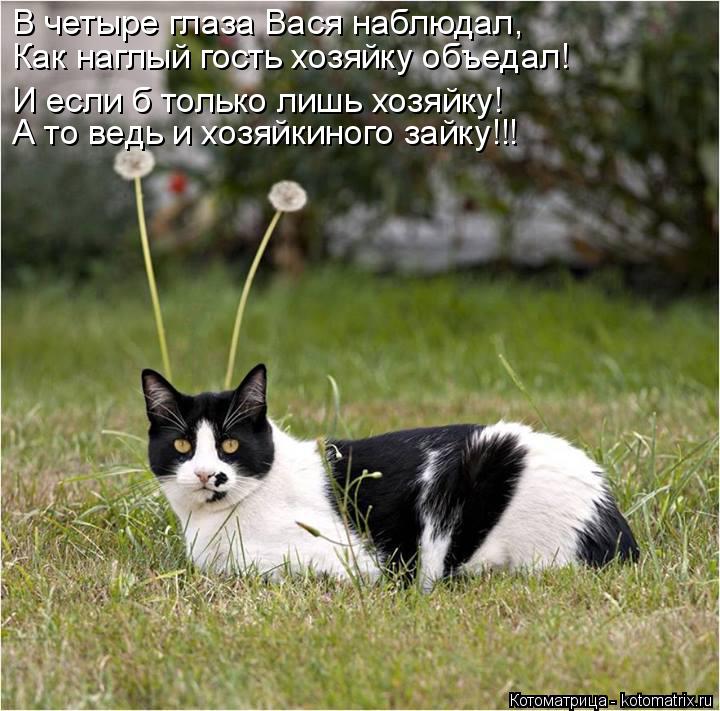 В четыре глаза Вася наблюдал, Как наглый гость хозяйку объедал! И если б только лишь хозяйку! А то ве... Котоматрица: В четыре глаза Вася наблюдал, Как наглый гость хозяйку объедал! И если б только лишь хозяйку! А то ведь и хозяйкиного зайку!!!