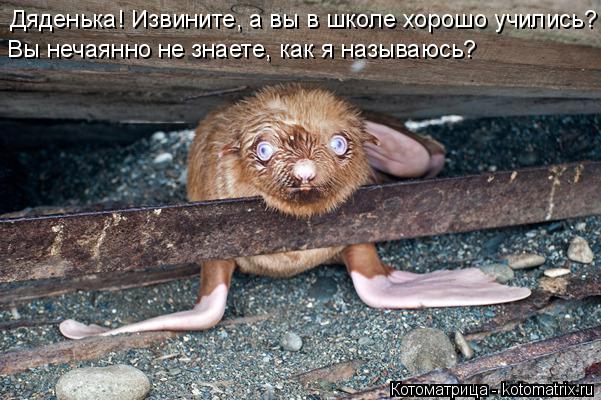 Дяденька! Извините, а вы в школе хорошо учились? Вы нечаянно не знаете, как я называюсь?... Котоматрица: Дяденька! Извините, а вы в школе хорошо учились? Вы нечаянно не знаете, как я называюсь?