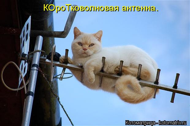 КОроТковолновая антенна.... Котоматрица: КОроТковолновая антенна.