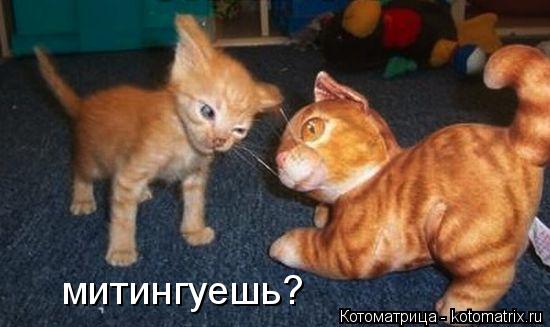 Котоматрица: митингуешь?