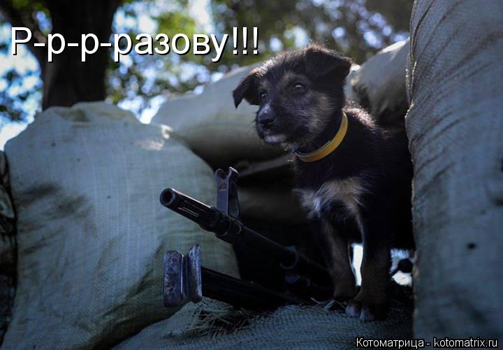 Р-р-р-разову!!!... Котоматрица: Р-р-р-разову!!!