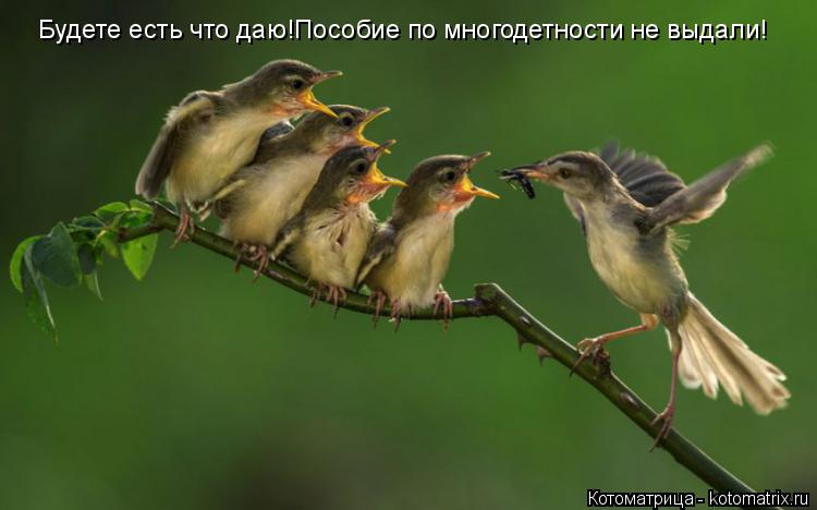 Будете есть что даю!Пособие по многодетности не выдали!... Котоматрица: Будете есть что даю!Пособие по многодетности не выдали!