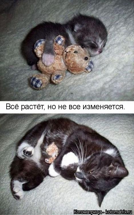 Всё растёт, но не все изменяется.... Котоматрица: Всё растёт, но не все изменяется.