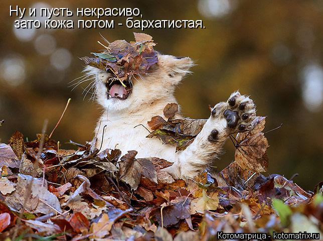 Ну и пусть некрасиво, зато кожа потом - бархатистая.... Котоматрица: Ну и пусть некрасиво, зато кожа потом - бархатистая.