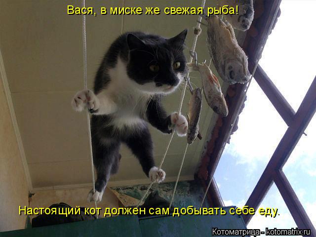 Вася, в миске же свежая рыба! Настоящий кот должен сам добывать себе еду.... Котоматрица: Вася, в миске же свежая рыба! Настоящий кот должен сам добывать себе еду.