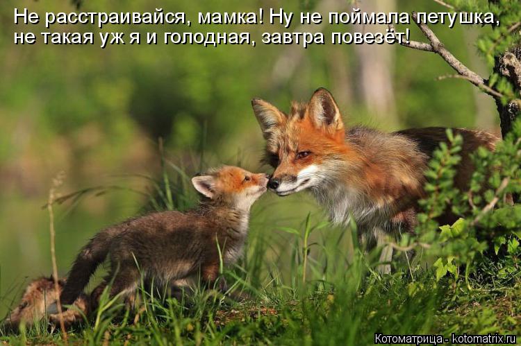 Не расстраивайся, мамка! Ну не поймала петушка, не такая уж я и голодная, завтра повезёт!... Котоматрица: Не расстраивайся, мамка! Ну не поймала петушка, не такая уж я и голодная, завтра повезёт!