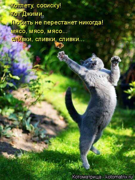 Котоматрица: Котлету, сосиску! Кот Джими. Любить не перестанет никогда!  мясо, мясо, мясо... сливки, сливки, сливки...
