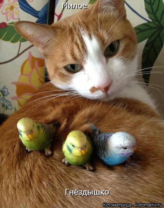Милое Милое Гнёздышко... Котоматрица: Милое Милое Гнёздышко