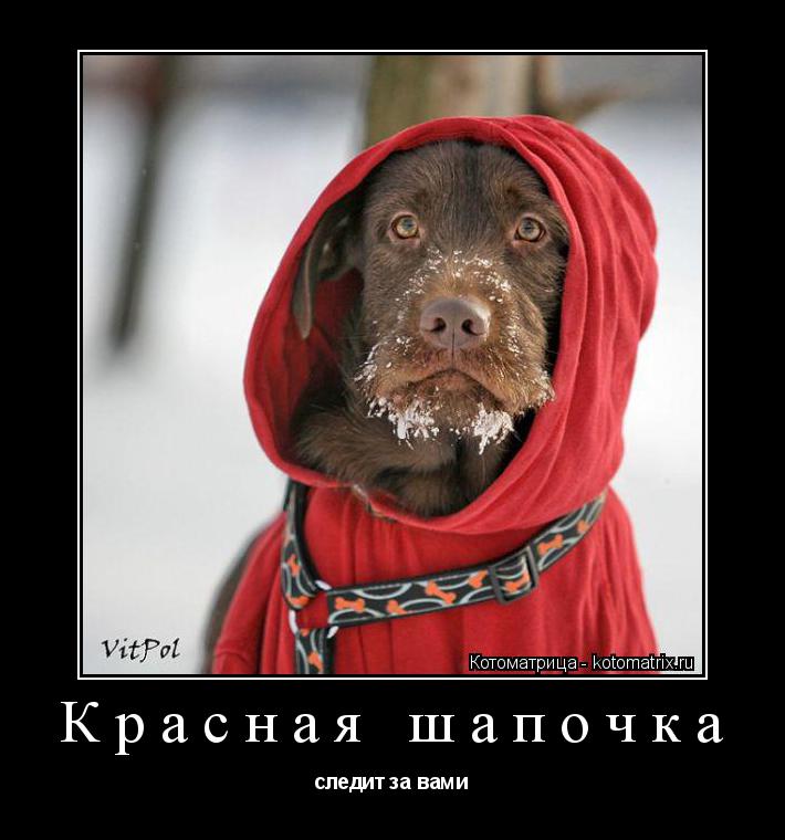Красная шапочка следит за вами... Котоматрица: Красная шапочка следит за вами