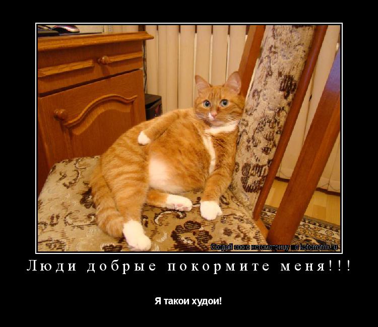 Люди добрые покормите меня!!! Я такои худои!... Котоматрица: Люди добрые покормите меня!!! Я такои худои!