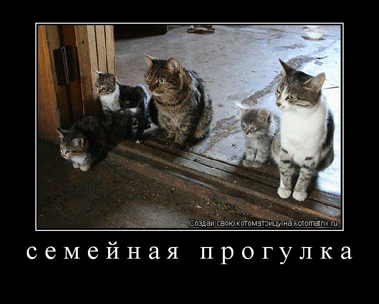 семейная прогулка ... Котоматрица: семейная прогулка