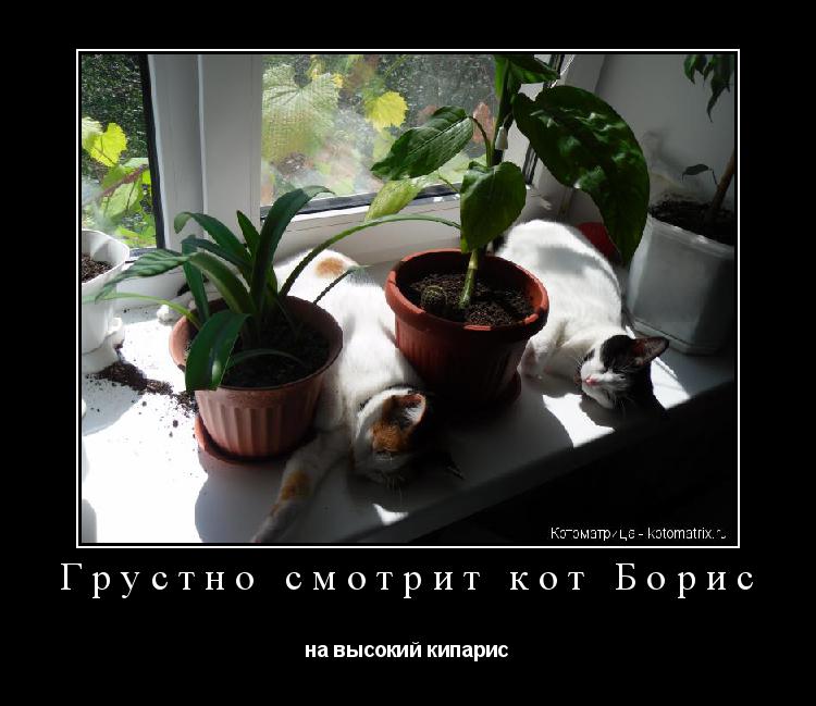 Грустно смотрит кот Борис на высокий кипарис... Котоматрица: Грустно смотрит кот Борис на высокий кипарис