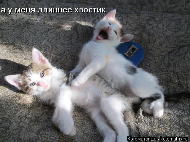 а у меня длиннее хвостик... Котоматрица: а у меня длиннее хвостик