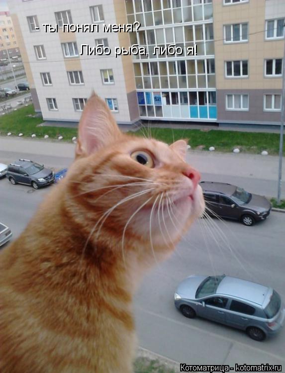 - ты понял меня? Либо рыба, либо я!... Котоматрица: - ты понял меня? Либо рыба, либо я!