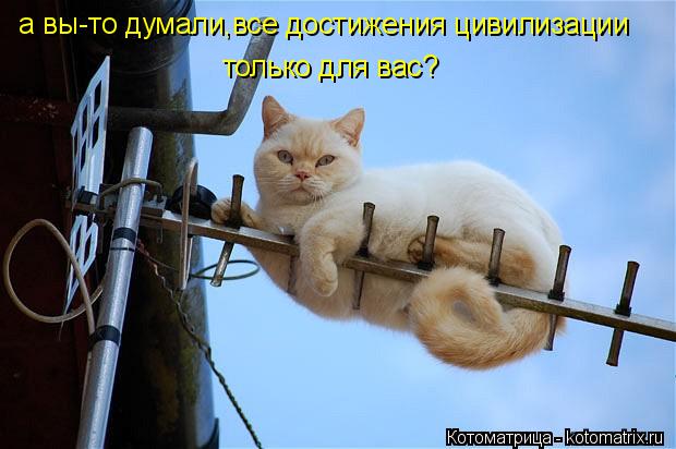 а вы-то думали,все достижения цивилизации только для вас?... Котоматрица: а вы-то думали,все достижения цивилизации только для вас?