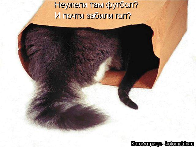 Неужели там футбол? И почти забили гол?... Котоматрица: Неужели там футбол? И почти забили гол?