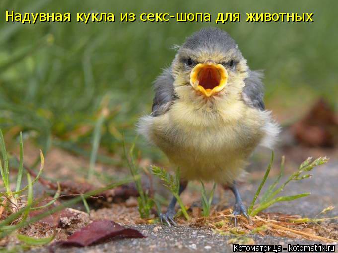Котоматрица: Надувная кукла из секс-шопа для животных