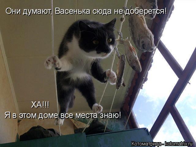 Они думают, Васенька сюда не доберется! ХА!!! Я в этом доме все места знаю!... Котоматрица: Они думают, Васенька сюда не доберется! ХА!!! Я в этом доме все места знаю!