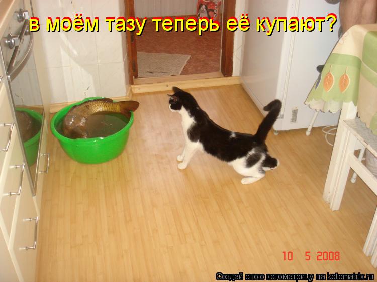 в моём тазу теперь её купают? в моём тазу теперь её купают?... Котоматрица: в моём тазу теперь её купают? в моём тазу теперь её купают?