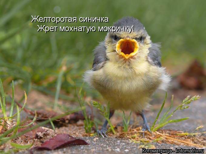 Желторотая синичка Жрет мохнатую мокричку!... Котоматрица: Желторотая синичка Жрет мохнатую мокричку!