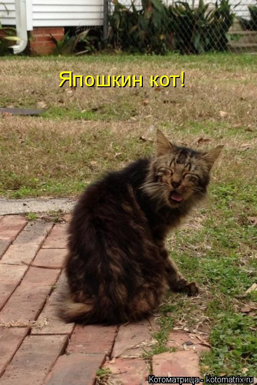Япошкин кот!... Котоматрица: Япошкин кот!