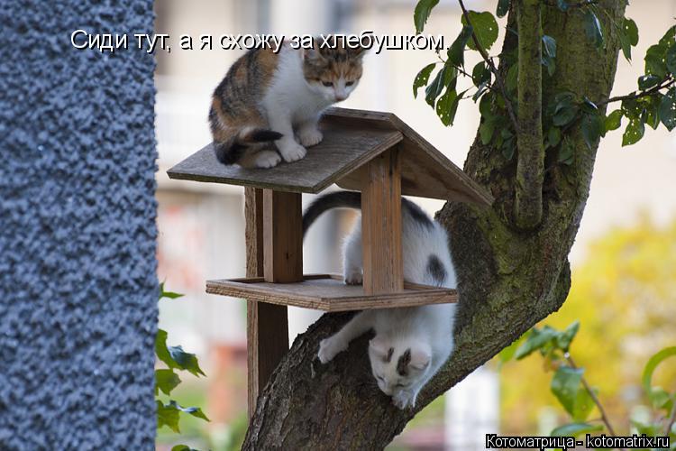 Сиди тут, а я схожу за хлебушком.... Котоматрица: Сиди тут, а я схожу за хлебушком.