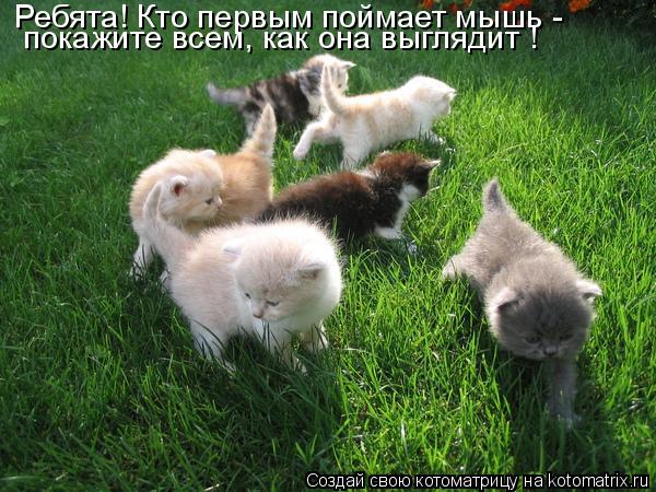 Ребята! Кто первым поймает мышь - покажите всем, как она выглядит !... Котоматрица: Ребята! Кто первым поймает мышь - покажите всем, как она выглядит !