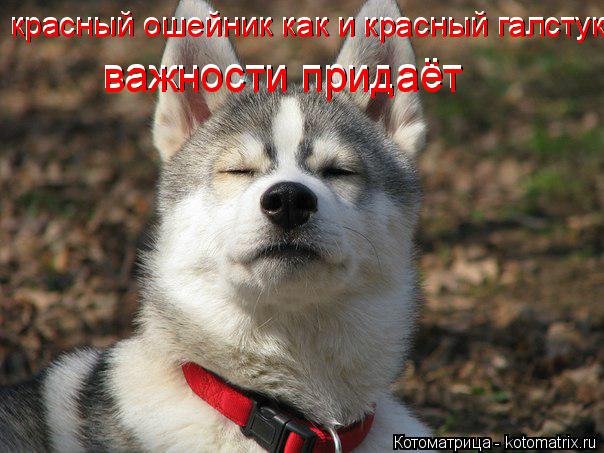 красный ошейник как и красный галстук красный ошейник как и красный галстук важности придаёт важности... Котоматрица: красный ошейник как и красный галстук красный ошейник как и красный галстук важности придаёт важности придаёт
