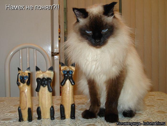 Намек не понял?!!... Котоматрица: Намек не понял?!!