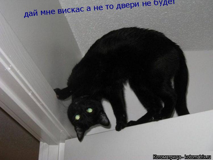 дай мне вискас а не то двери не будет дай мне вискас а не то двери не будет... Котоматрица: дай мне вискас а не то двери не будет дай мне вискас а не то двери не будет