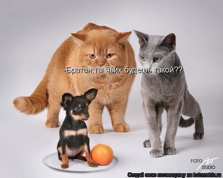 -Братан,ты чьих будешь такой??... Котоматрица: -Братан,ты чьих будешь такой??