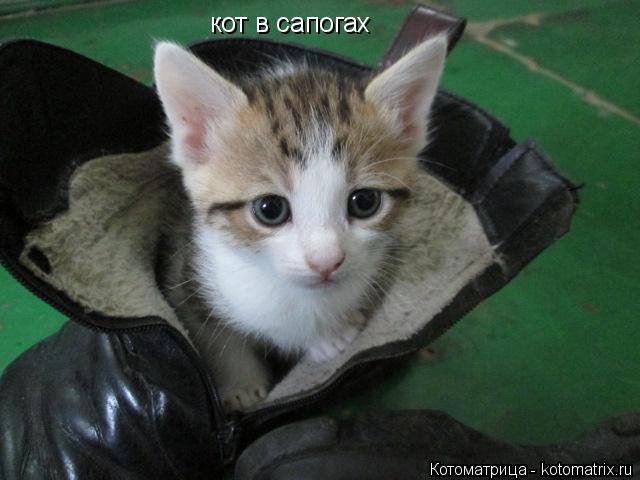 кот в сапогах... Котоматрица: кот в сапогах