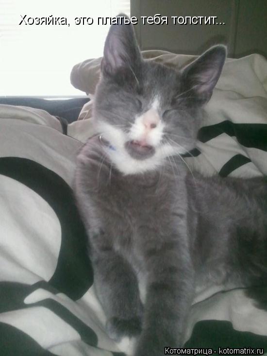 Хозяйка, это платье тебя толстит...... Котоматрица: Хозяйка, это платье тебя толстит...