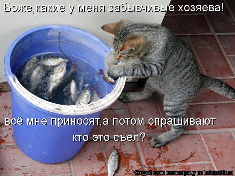 Боже,какие у меня забывчивые хозяева! всё мне приносят,а потом спрашивают кто это съел?... Котоматрица: Боже,какие у меня забывчивые хозяева! всё мне приносят,а потом спрашивают кто это съел?