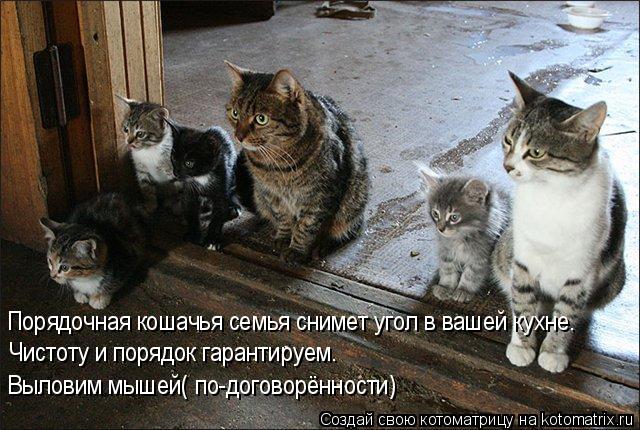 Порядочная кошачья семья снимет угол в вашей кухне. Чистоту и порядок гарантируем. Выловим мышей( по-... Котоматрица: Порядочная кошачья семья снимет угол в вашей кухне. Чистоту и порядок гарантируем. Выловим мышей( по-договорённости)