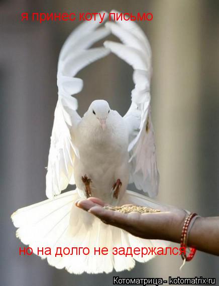 я принес коту письмо но на долго не задержался... Котоматрица: я принес коту письмо но на долго не задержался