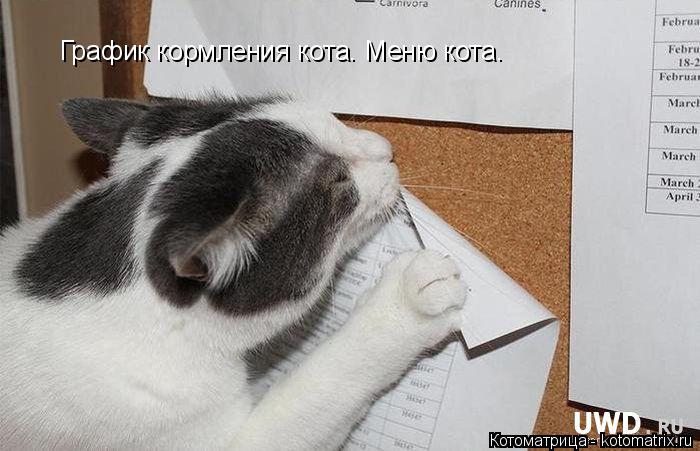 График кормления кота. Меню кота.... Котоматрица: График кормления кота. Меню кота.