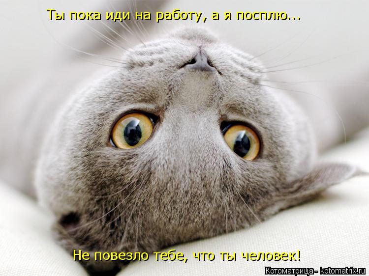 Ты пока иди на работу, а я посплю... Не повезло тебе, что ты человек!... Котоматрица: Ты пока иди на работу, а я посплю... Не повезло тебе, что ты человек!
