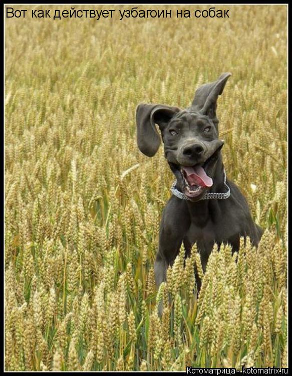 Вот как действует узбагоин на собак... Котоматрица: Вот как действует узбагоин на собак