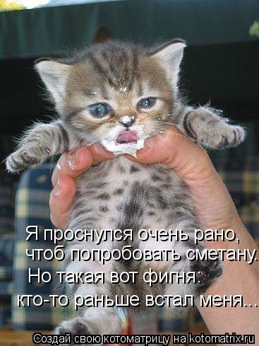 Котоматрица: Я проснулся очень рано, чтоб попробовать сметану. Но такая вот фигня: кто-то раньше встал меня...