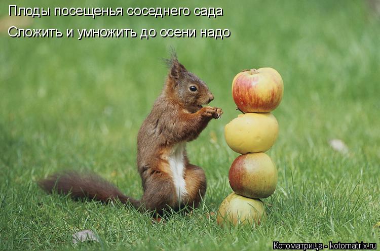 Плоды посещенья соседнего сада Сложить и умножить до осени надо... Котоматрица: Плоды посещенья соседнего сада Сложить и умножить до осени надо