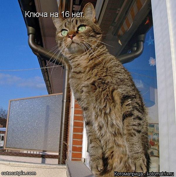 Ключа на 16 нет.... Котоматрица: Ключа на 16 нет.