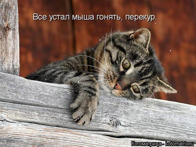 Все устал мыша гонять, перекур.... Котоматрица: Все устал мыша гонять, перекур.