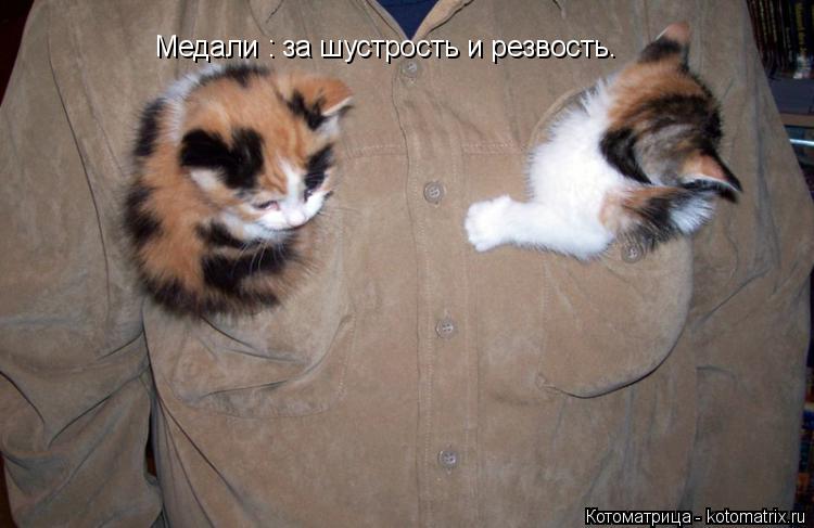 Медали : за шустрость и резвость.... Котоматрица: Медали : за шустрость и резвость.