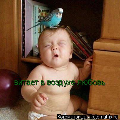 витает в воздухе любовь... Котоматрица: витает в воздухе любовь