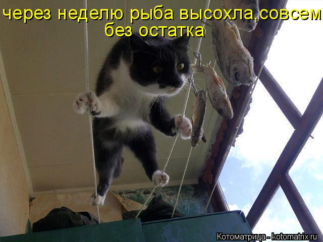 через неделю рыба высохла,совсем без остатка... Котоматрица: через неделю рыба высохла,совсем без остатка