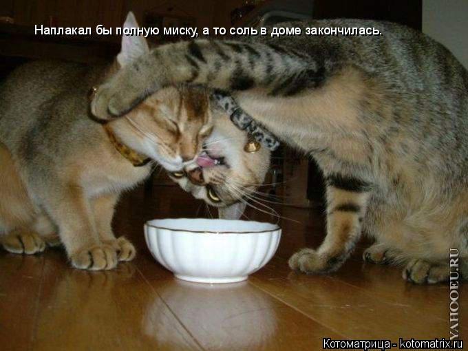 Наплакал бы полную миску, а то соль в доме закончилась.... Котоматрица: Наплакал бы полную миску, а то соль в доме закончилась.