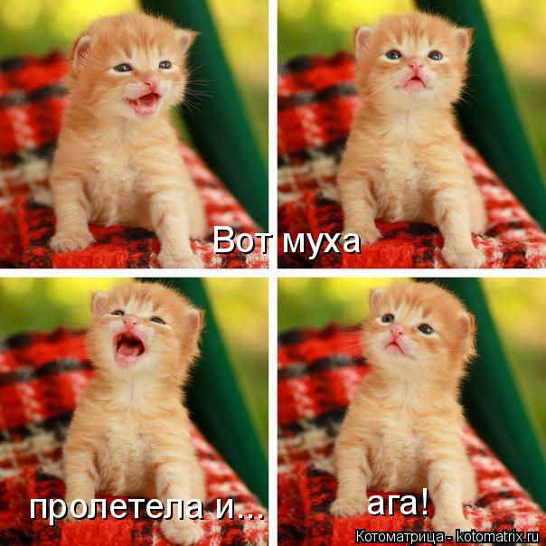 Вот муха пролетела и... ага!... Котоматрица: Вот муха пролетела и... ага!
