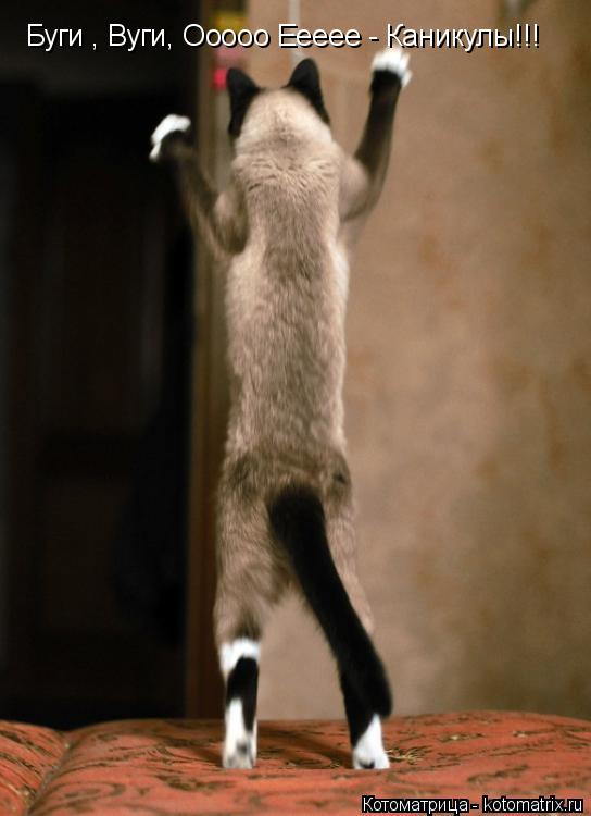 Буги , Вуги, Ооооо Еееее - Каникулы!!!... Котоматрица: Буги , Вуги, Ооооо Еееее - Каникулы!!!