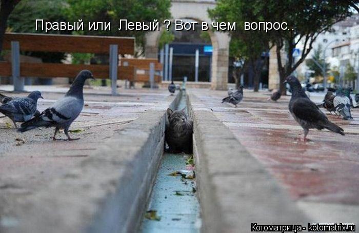 Правый или Левый ? Вот в чем вопрос..... Котоматрица: Правый или Левый ? Вот в чем вопрос..